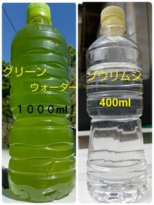 天然　グリーンウォーター(種水　青水)　1000ml　&　ゾウリムシ　400ml。ペットボトル発送。メダカ　ミジンコ　金魚