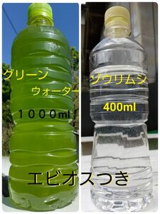 天然　グリーンウォーター(種水　青水)　1000ml　&　ゾウリムシ　400ml　&　エビオス30錠。ペットボトル発送