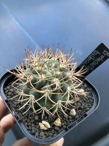 ピロカクタス（エリオシケ）・ブルボカリクス5 PYRRHOCACTUS BULBOCALYX 逆豹丸 サボテン