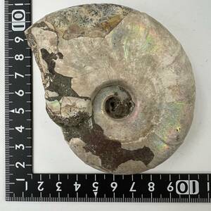 【E22322】 レインボーアンモナイト レインボー アンモナイト 虹色 遊色 化石 化石標本