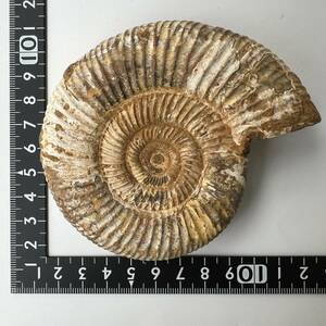 【E22304】 アンモナイト ペリスフィンクテス 化石 化石標本