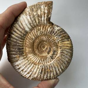 【E22304】 アンモナイト ペリスフィンクテス 化石 化石標本の画像5