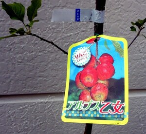 ◆苗木◆アルプス乙女Ａ　高さ約90ｃｍ　果樹　姫りんご　甘い　ミニリンゴ　