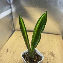 サンスベリア　バンテルズセンセーション　sansevieria bantel's sensation 多肉植物 サンセベリア_画像1