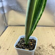 サンスベリア　バンテルズセンセーション　sansevieria bantel's sensation 多肉植物 サンセベリア_画像4