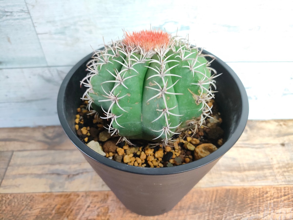 ヤフオク! -「マタン」(サボテン) (観葉植物)の落札相場・落札価格