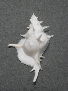 貝の標本 Siratus alabaster 134.5mm.