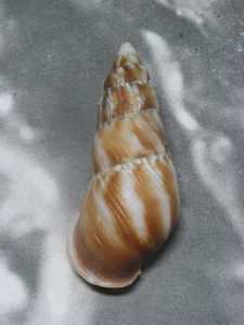 貝の標本 Pseudachatina downesii 88mm.Cameroons