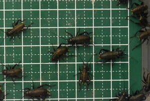 M100 pcs black koorogi free shipping 