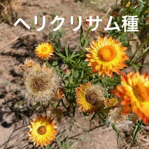 黄色 ヘリクリサムタネ 種 ムギワラギク　麦藁菊の種　タネ　今から種蒔　9月中旬～11月上旬