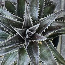 入手困難　ディッキア　メタルストライプス　Dyckia Metal Stripes　子株　　整理D10-19_画像1