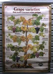 ワイン関連　古いポスター　葡萄の種類　画 WARBINEK　フランツ レー ＆ ゾーン社　ピンホールあり　中古現状品