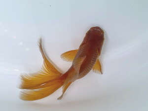 福嘉金魚 動画あり！ 春キャンペーン！ 茶金 水槽のアクセントに可愛い金魚 約8～9センチ ２歳 現物 １匹 TK-4 金魚 滋賀 伊徳