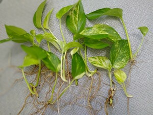 [ 1 pcs ] pothos resort leaf 2 sheets attaching root .. settled decorative plant 