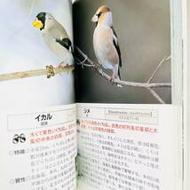【即決価格】【送料無料】 野鳥 日本で見られる287種判別のポイント　本_画像3