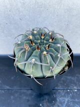 【実生】ギムノカリキウム バッテリ Gymnocalycium vatteri サボテン 錦 オベサ モンスト 花籠 銀牡丹 コピアポア 黒王丸 ランポー 牡丹_画像2