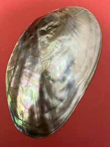 パールシェル　天然貝殻　お皿　螺鈿　ルアー　手作り　アワビ貝殻　黒蝶貝殻