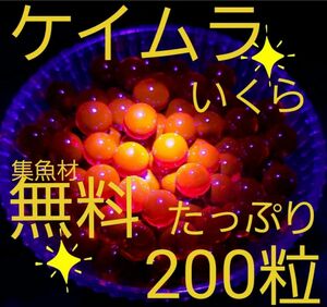 ケイムラ　いくらルアー　ルアー　ワーム　海釣り　餌釣り　穴釣り　アジ　メバル　カサゴ　チヌ　真鯛　サビキ　釣り　ニジマス　トラウト