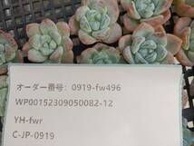 0919-fw496 ジェイドバタフライ（玉蝶）25個 多肉植物 韓国 エケベリア　（9/22発送）_画像3