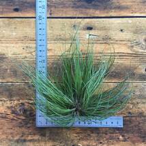 Tillandsia pseudosetacea　チランジア　プセウドセタセア_画像1