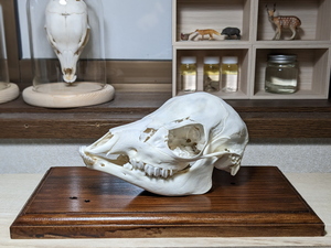 子鹿の頭骨 雌 20230607 骨格標本 シカ インテリア スカル トロフィー 頭蓋骨 頭骨標本