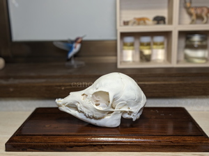 鹿胎児の頭骨 雄 20230517 オス シカ インテリア スカル トロフィー 骨格標本 頭蓋骨 頭骨標本 鹿の角 鹿角 角 ツノ 鹿 頭 骨