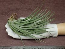 Tillandsia nidus チランジア・ニドゥス★エアプランツTI★第四種送料別途★税別1円～!!_画像1