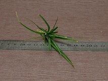 Tillandsia montana チランジア・モンタナ■エアプランツTI★第四種送料別途★税別1円～!!_画像3