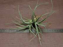 Tillandsia albertiana x T.recurvifolia チランジア・アルベルティアナxレクルビフォリア★エアプランツPR★第四種送料別途★税別1円～!!_画像3