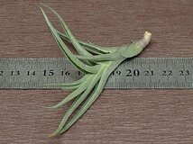 Tillandsia albertiana x T.edithae チランジア・アルベルティアナxエディシアエ■エアプランツPR★第四種送料別途★税別1円～!!_画像3