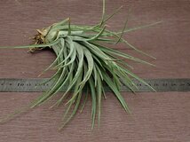 Tillandsia nidus チランジア・ニドゥス★エアプランツTI★第四種送料別途★税別1円～!!_画像3