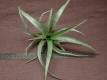 Tillandsia secunda vivipara チランジア・セクンダ ビビパラ★エアプランツEP★第四種送料別途★税別1円～!!_画像3