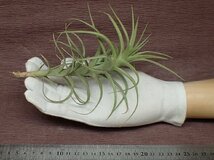 Tillandsia bergeri caulescent form チランジア・ベルゲリ カウレッセントトフォーム★エアプランツPR★第四種送料別途★税別1円～!!_画像1