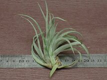 Tillandsia xerographica x T.brachycaulos チランジア・キセログラフィカxブラキカウロス★エアプランツTI★第四種送料別途★税別1円～!!_画像2