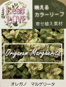 Oregano Margherita Seedling 10 горшок