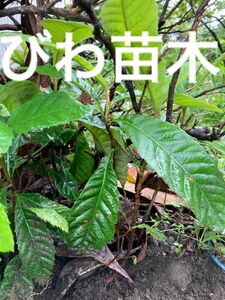 「収穫発送」びわ　苗木　山野草　園芸　果物　ガーデン　観葉植物