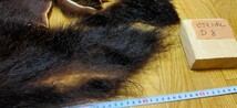 ●フライマテリアル●ヒグマの毛皮 端切れ（D8） 羆 熊 毛皮 / DIY　ハンドクラフト レザークラフト 毛鉤 毛針 フライ_画像3