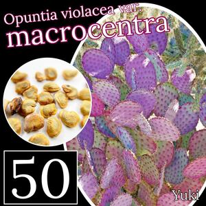 オプンチア・マクロケントラ 種子x50[パープル葉]Opuntia violence var. macrocentra