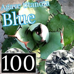 [23年4月入荷！6月発芽確認済]アガベ・チタノタ ブルー 種子×100/Agave titanota 'Blue'