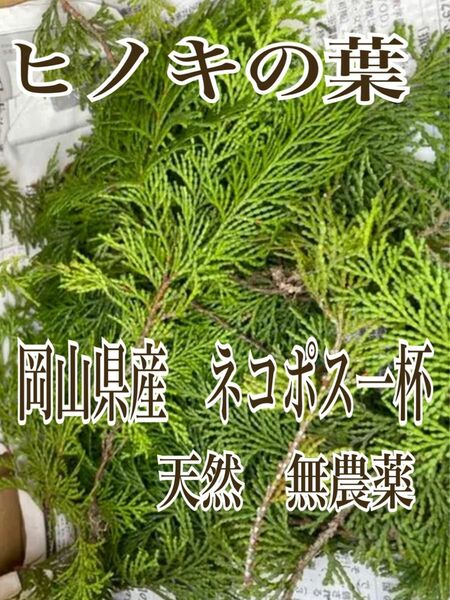 岡山県産　天然　無農薬　ヒノキ　檜の葉　ネコポス一杯　飾り　和食　彩り　特別価格