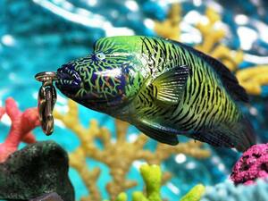 ★海水魚携帯ストラップ　メガネモチノウオ　高級魚ナポレオンフィッシュ!!水族館ストラップ・根付アクセサリー　ヒロシーヒロサー