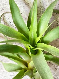 【Frontier Plants】【現品】チランジア・ロエズリー T. roezlii【B】 ブロメリア　エアープランツ
