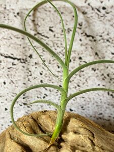 【Frontier Plants】チランジア・クロカータｘマレモンティー T. crocata x mallemonti エアープランツ