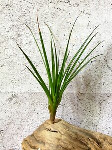 【Frontier Plants】チランジア・ドッドソニー T. dodsonii ブロメリア　エアープランツ