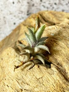 【Frontier Plants】【現品】チランジア・アングローサ T. angulosa【B】 ブロメリア　エアープランツ