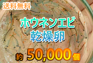 【送料無料】ホウネンエビ　　休眠卵　50,000匹相当 耐久卵　メダカ　餌　ミジンコ　稚魚　上陸　ヤモリ　サンショウウオ