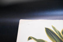 フランスアンティーク 博物画 植物画『L’ILIUSTRATION　HPRTICOLE』 多色刷り石版画　ボタニカルアート_画像3