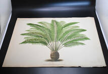 フランスアンティーク 博物画 植物画『ZAMIA　TONKINENSIS　LIND』 多色刷り石版画　ボタニカルアート_画像2