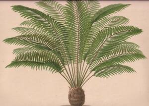 フランスアンティーク 博物画 植物画『ZAMIA　TONKINENSIS　LIND』 多色刷り石版画　ボタニカルアート