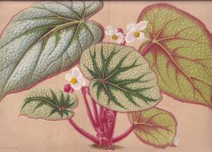 フランスアンティーク 博物画 植物画『Madame　Wagner』 多色刷り石版画　ボタニカルアート